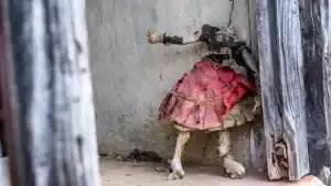 Un muñeco deteriorado con ropa vieja, en una esquina de una casa abandonada en Canarias.