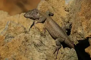 Iguana gigante de Tenerife en su hábitat natural, mostrando su característica piel rugosa sobre rocas.