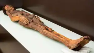 La imagen muestra una **momia guanche**, perteneciente a los antiguos habitantes indígenas de las Islas Canarias. Es una de las momias mejor conservadas de la cultura guanche, exhibida en museos de las islas. Esta momia es un testimonio de las avanzadas técnicas de momificación que practicaban los guanches para preservar a sus muertos, y ha sido objeto de estudios científicos que revelan importantes detalles sobre su cultura y estilo de vida.