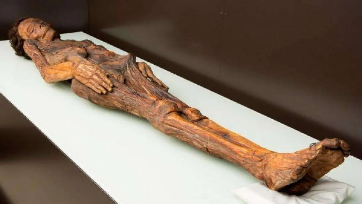 La imagen muestra una **momia guanche**, perteneciente a los antiguos habitantes indígenas de las Islas Canarias. Es una de las momias mejor conservadas de la cultura guanche, exhibida en museos de las islas. Esta momia es un testimonio de las avanzadas técnicas de momificación que practicaban los guanches para preservar a sus muertos, y ha sido objeto de estudios científicos que revelan importantes detalles sobre su cultura y estilo de vida.