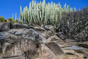 "Vista de un grabado rupestre en una roca, acompañado de plantas suculentas en el entorno. El grabado presenta formas geométricas y figuras abstractas, que contrastan con la vegetación verde y espesa que lo rodea."
