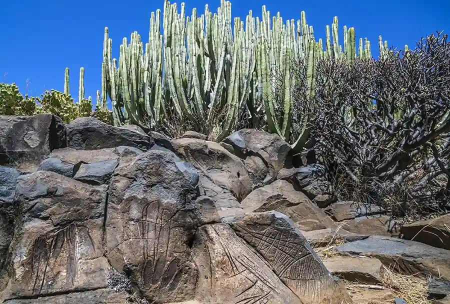 "Vista de un grabado rupestre en una roca, acompañado de plantas suculentas en el entorno. El grabado presenta formas geométricas y figuras abstractas, que contrastan con la vegetación verde y espesa que lo rodea."