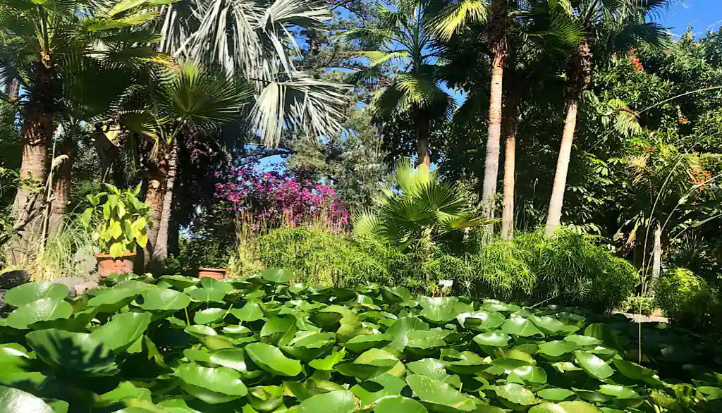 En la imagen se puede ver un jardín exuberante y cuidado en el Puerto de la Cruz, con una variedad de plantas y flores coloridas. El jardín está rodeado de senderos pavimentados y tiene una disposición paisajística que incluye caminos de piedra y áreas de césped. Al fondo, se distingue una estructura de estilo arquitectónico tradicional que añade un toque histórico al entorno. El ambiente general es de tranquilidad y belleza natural, ideal para pasear y disfrutar del paisaje.