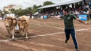 Competencia de arrastre de ganado en Tenerife, con un hombre guiando dos bueyes frente al público.