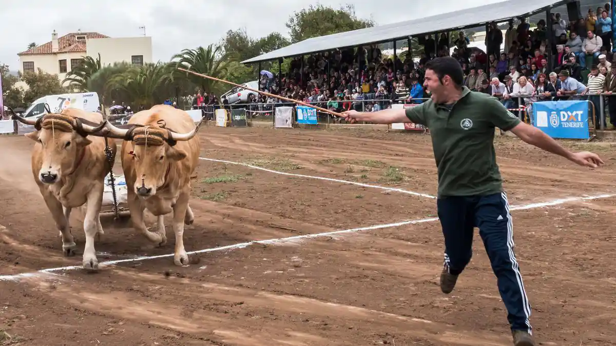 Competencia de arrastre de ganado en Tenerife, con un hombre guiando dos bueyes frente al público.