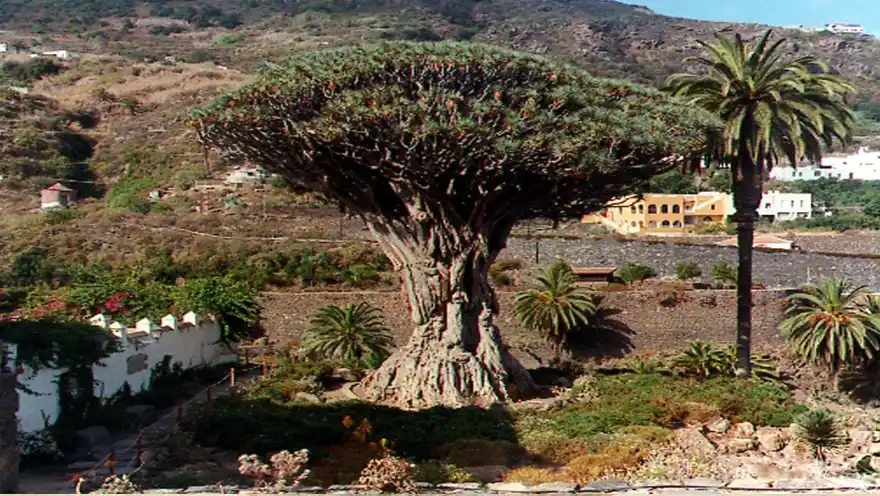 "Vista panorámica del drago milenario en Tenerife, destacando su imponente tronco y la exuberante vegetación que lo rodea."