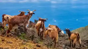 "Un grupo de cabras pastando en un campo verde con el mar azul al fondo. Las cabras están dispersas y hay rocas y vegetación alrededor. El cielo está despejado y el paisaje marino se extiende hasta el horizonte." cría de cabras en Fuerteventura