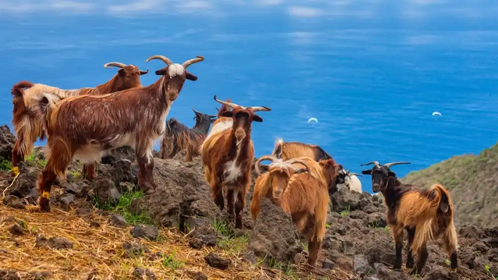 "Un grupo de cabras pastando en un campo verde con el mar azul al fondo. Las cabras están dispersas y hay rocas y vegetación alrededor. El cielo está despejado y el paisaje marino se extiende hasta el horizonte." cría de cabras en Fuerteventura