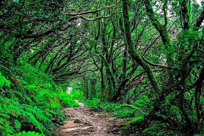 Un sendero sombreado que serpentea bajo un dosel de frondosos árboles en el Parque de Anaga