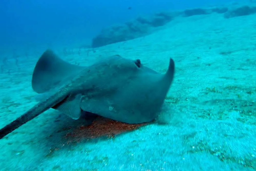 "Raya descansando en el fondo marino en las aguas cristalinas de Canarias."