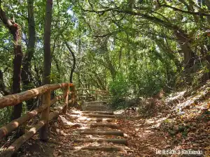 Sendero en el Bosque de los Guardianes Centenarios, Tenerife, rodeado de frondosa vegetación y luz natural.