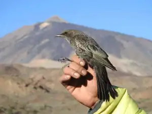 Primer plano de un mirlo capiblanco, un ave que habita en el Parque Nacional del Teide, siendo sostenido por una mano, con el volcán Teide de fondo.