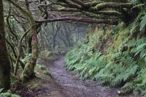 Sendero cubierto de musgo y helechos en el Parque Rural de Anaga, Tenerife.