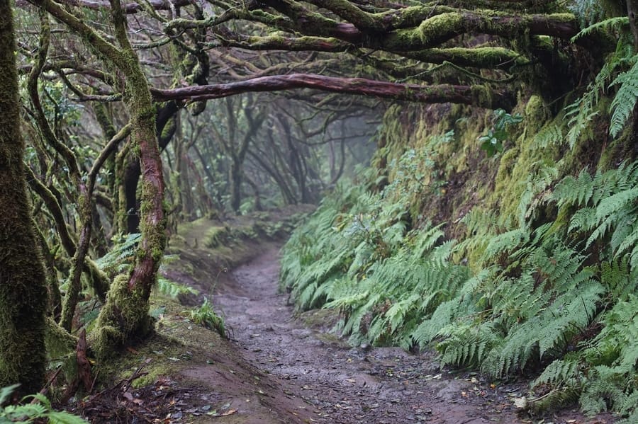 Sendero cubierto de musgo y helechos en el Parque Rural de Anaga, Tenerife.
