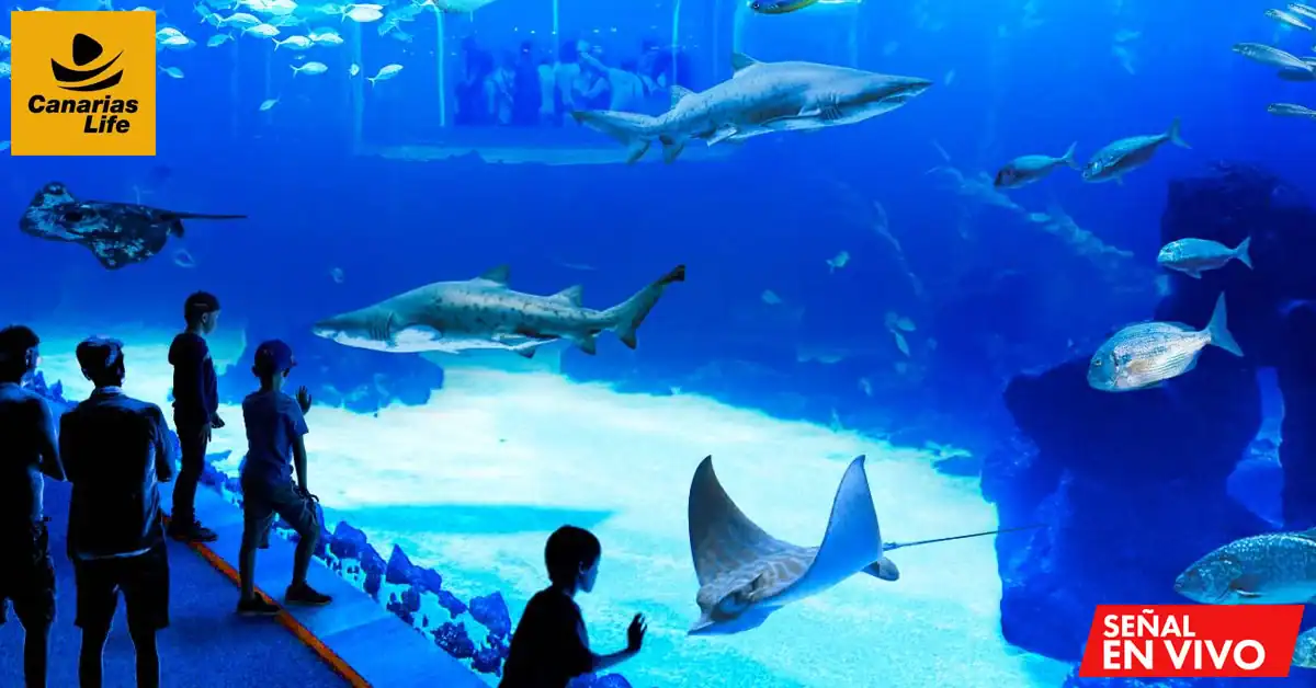 Visitors observe sharks and rays in an aquarium exhibit, with a live broadcast overlay indicating ongoing coverage.