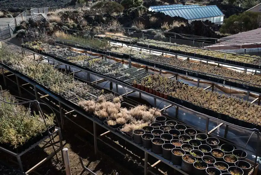 jardín botánico con macetas, estanques y arbolado natural y invernadero en el fondo.