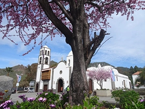 Santiago del Teide almendros en flor
