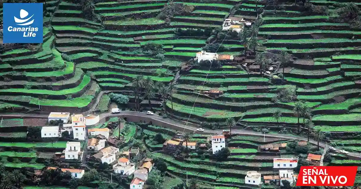 Terrazas agrícolas, casas blancas y rojizas, carretera curva, paisaje verde, Canarias Life, Señal En Vivo.