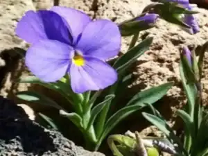 Flor de pensamiento morado en los webcams de CanariasLife, cobertura en tiempo real de las islas Canarias.