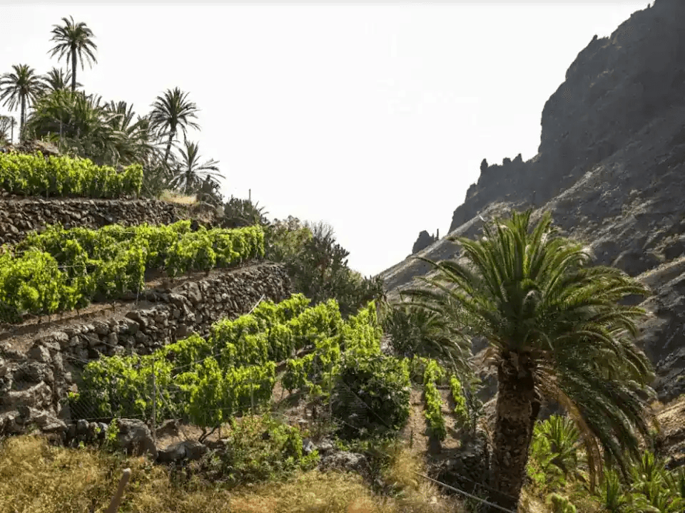 cultivo de la vid en La Gomera