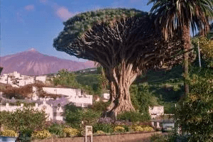 drago milenario, Árbol centenario con tronco ancho y ramas esparcidas, en un jardín rodeado de edificios blancos y un volcán en el fondo.