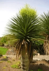 drago milenario, Árbol con hojas largas y afiladas, probablemente una palmera o similar, en un entorno natural con césped y otras plantas.