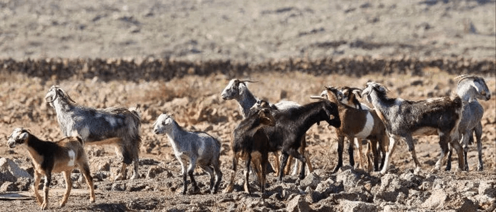 cría de cabras en Fuerteventura