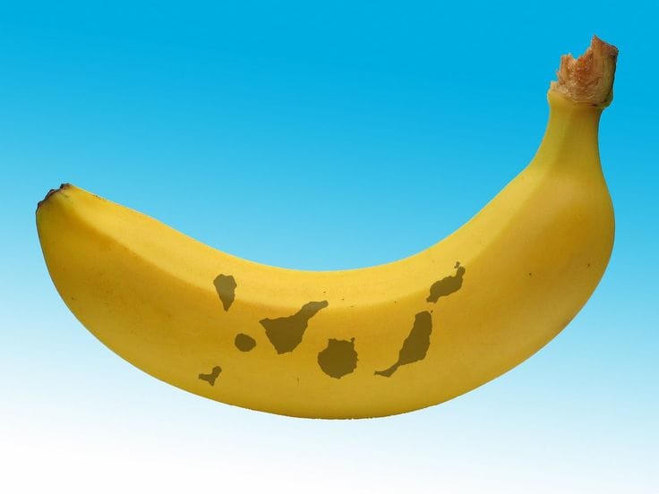 Una banana con nombres de las islas canarias pintados en ella, simbolizando la ruta del comercio de bananas desde Canarias a Europa.
