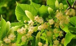 Tilo Canario, flores blancas y hojas verdes, con luz natural, creando una escena tranquila y fresca.