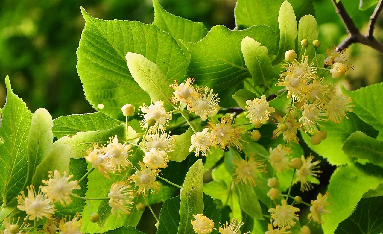 Tilo Canario, flores blancas y hojas verdes, con luz natural, creando una escena tranquila y fresca.