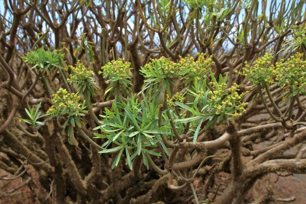 flora de Lanzarote. Arbusto con ramas múltiples y hojas verdes, flores pequeñas y amarillas, probablemente en un entorno natural o cultivado.
