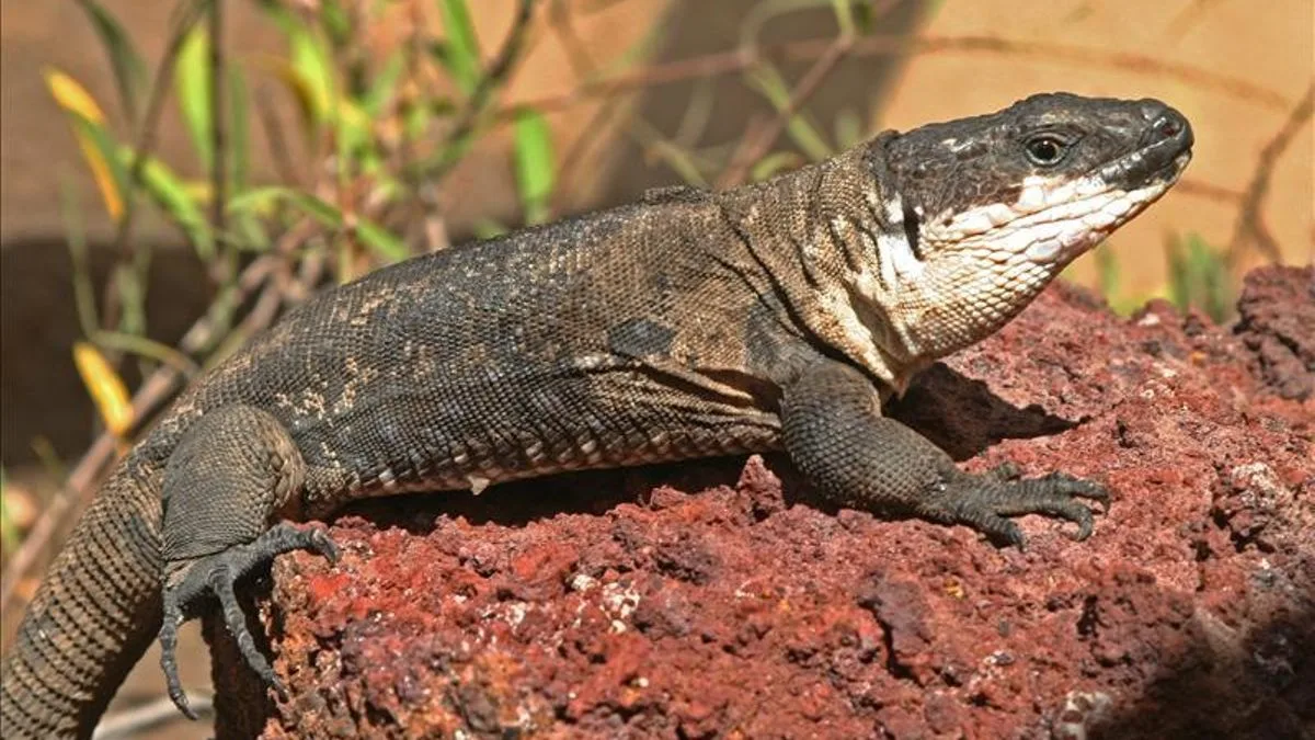 fauna de Lanzarote, Lagarto sobre roca, piel escamosa, color marrón oscuro con manchas blancas, entorno natural.