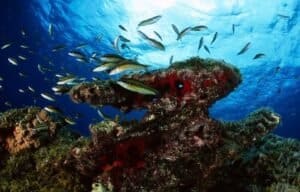 Fauna marina di El Hierro; Immersione nei reef: pesci che nuotano intorno a coralli rossi e verdi, acqua blu profonda.
