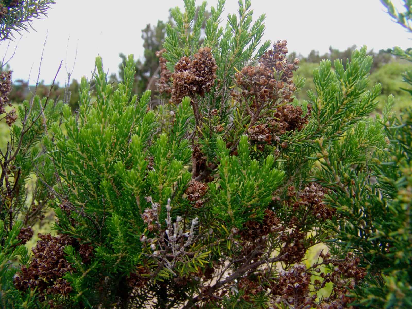 Arbusto con hojas verdes y ramas secas, con una densidad alta de ramificaciones.