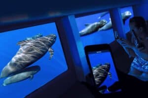 Personas tomando fotos con teléfonos móviles a delfines desde una ventana submarina, iluminados por la luz azul del agua.