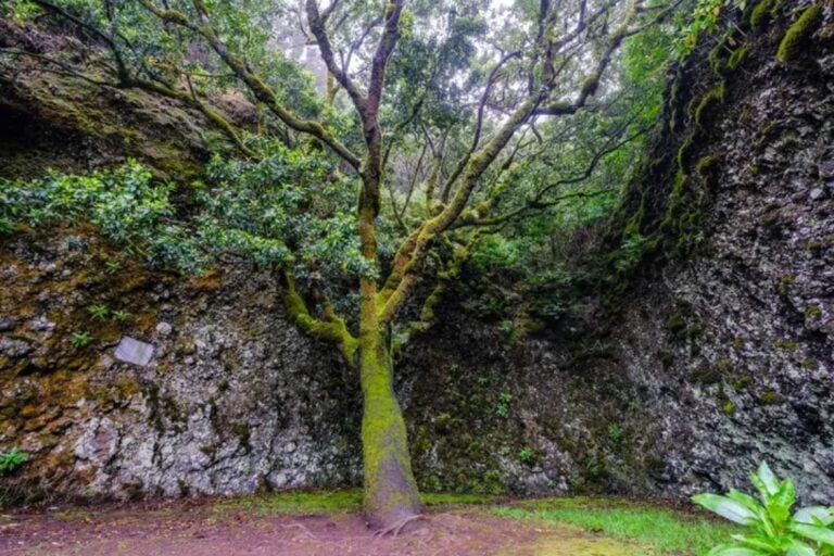 El Poder del Árbol Garoé: Legado, Ciencia y Simbolismo en El Hierro