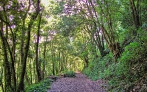 Camino forestal en Canarias, entorno natural y senderismo en la isla.