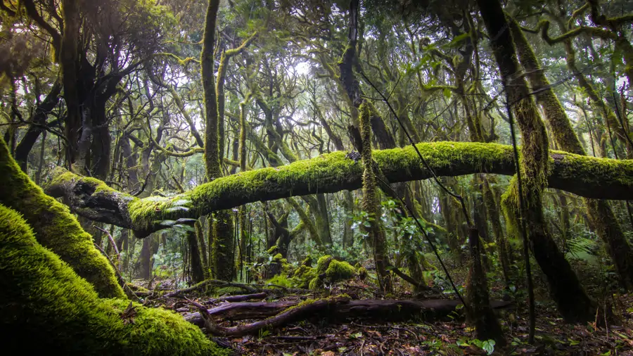 Bosque húmedo y misterioso, donde árboles retorcidos y cubiertos de musgo verde brillante se entrelazan formando un dosel denso. Un tronco caído, también recubierto de musgo, atraviesa la escena en diagonal, mientras el suelo está cubierto de hojas, raíces y restos vegetales. La luz difusa filtra entre las ramas, creando un ambiente mágico y casi encantado —ideal para representar selvas nubladas, bosques primarios o ecosistemas de alta humedad como los de las islas Canarias.