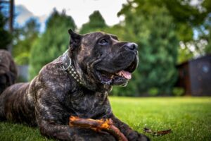 Un perro de raza Presa Canario con pelaje moteado en tonos negros y grises descansa sobre el césped verde, con una rama mordisqueada entre sus patas delanteras. Lleva un collar metálico con tachuelas y mira hacia arriba con la lengua fuera, mostrando una expresión relajada y amigable. El fondo muestra árboles y vegetación borrosa bajo luz natural, sugiriendo un jardín o parque al aire libre.