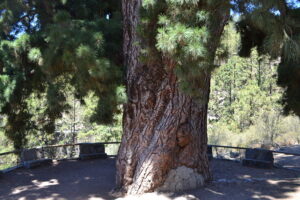 Primer plano del tronco de un enorme pino, de corteza gruesa y rugosa, con ramas frondosas que se extienden hacia los lados. El árbol está rodeado por un pequeño espacio delimitado con bancos y un murete de piedra, en medio de un bosque de pinos iluminado por la luz del día.