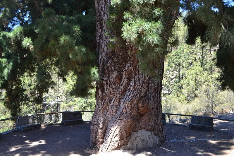 Close-up of the trunk of a huge pine tree, with thick and rough bark, and leafy branches extending sideways. The tree is surrounded by a small area bounded by benches and a stone wall, amidst a pine forest illuminated by daylight.