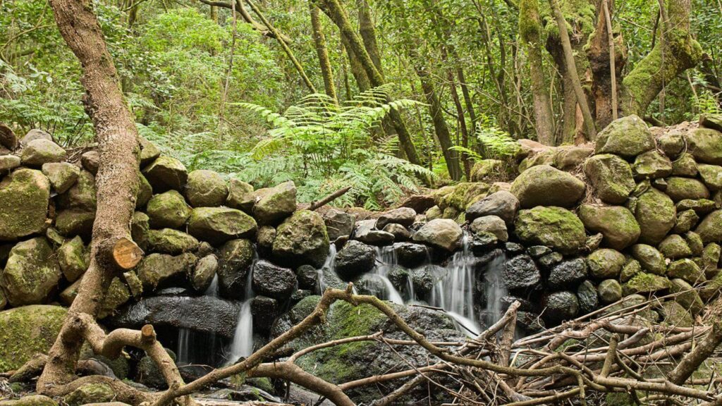 Pequeña cascada que fluye entre piedras cubiertas de musgo en medio de un bosque frondoso y húmedo. El entorno está lleno de vegetación verde, con helechos y árboles altos que crean una atmósfera densa y natural. En primer plano se observan ramas caídas sobre las rocas, reforzando la sensación de un paisaje silvestre y prehistórico.