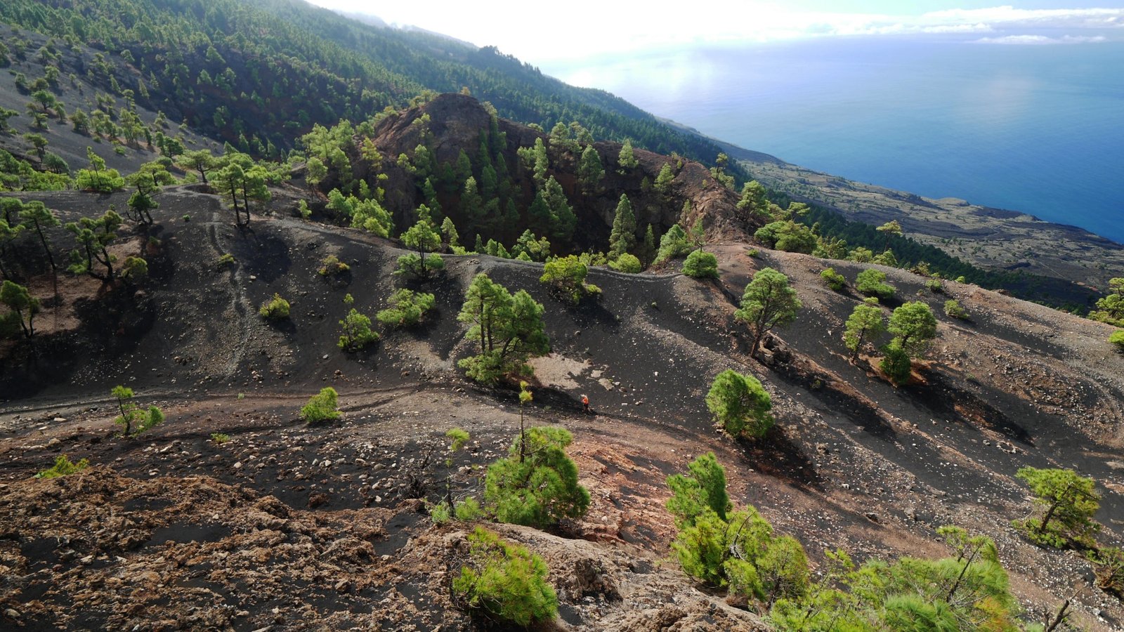 Paisaje volcánico con laderas cubiertas de ceniza negra y dispersas formaciones rocosas, salpicadas de pinos verdes que contrastan con el terreno oscuro. En el centro se aprecia un cráter rodeado de vegetación, y al fondo se extiende el océano bajo un cielo parcialmente nublado.
