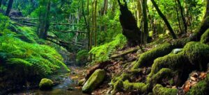 Bosque frondoso de laurisilva con un pequeño arroyo que serpentea entre rocas cubiertas de musgo. El suelo está tapizado de helechos y hojas húmedas, mientras los árboles altos y densos filtran la luz del sol, creando una atmósfera verde, fresca y casi mágica.