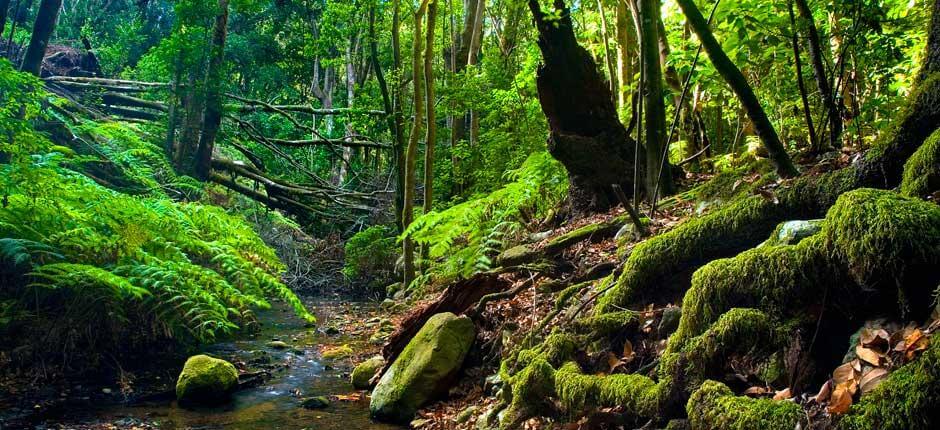 Bosque frondoso de laurisilva con un pequeño arroyo que serpentea entre rocas cubiertas de musgo. El suelo está tapizado de helechos y hojas húmedas, mientras los árboles altos y densos filtran la luz del sol, creando una atmósfera verde, fresca y casi mágica.