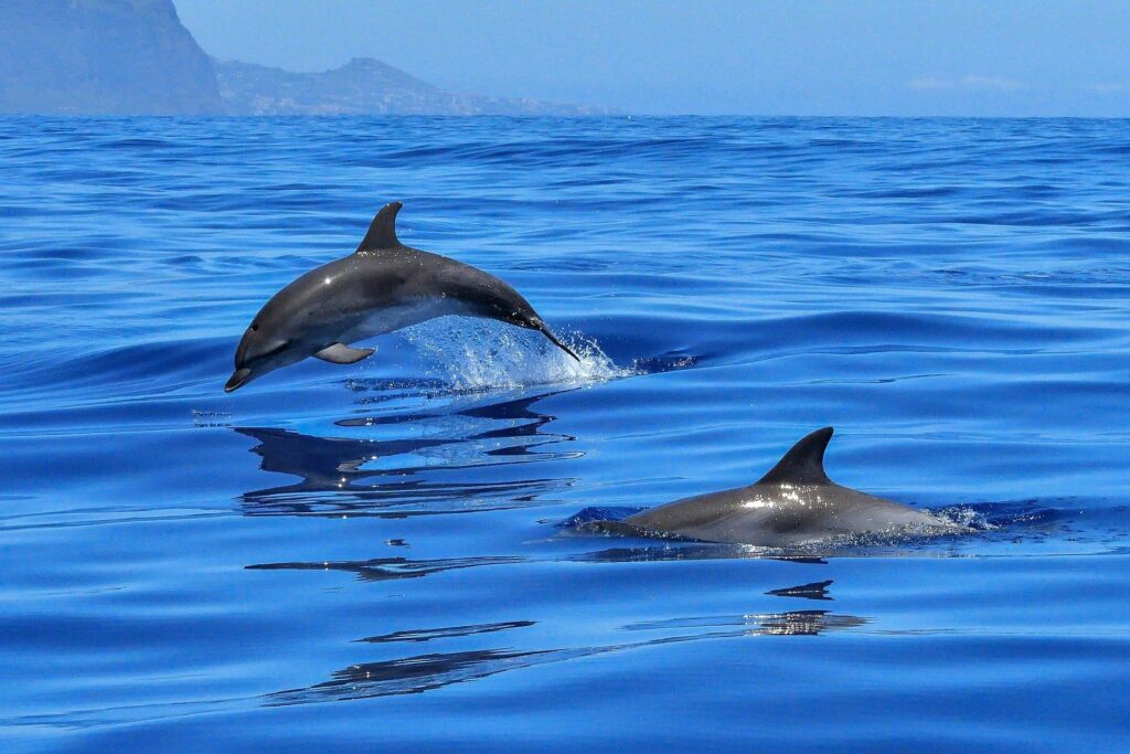 Delfines mulares nadando junto al catamarán Royal Delfín en aguas de Costa Adeje, Tenerife