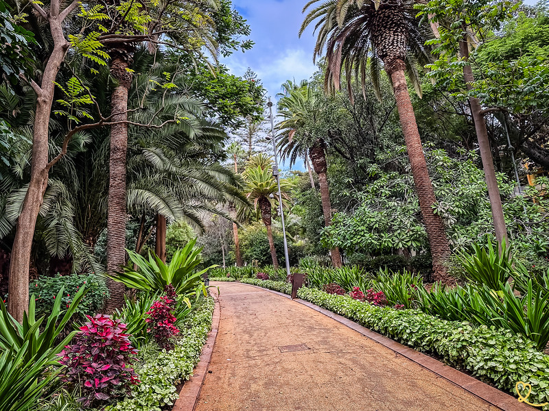 Parque García Sanabria en Santa Cruz de Tenerife con ficus monumentales y esculturas, Tenerife