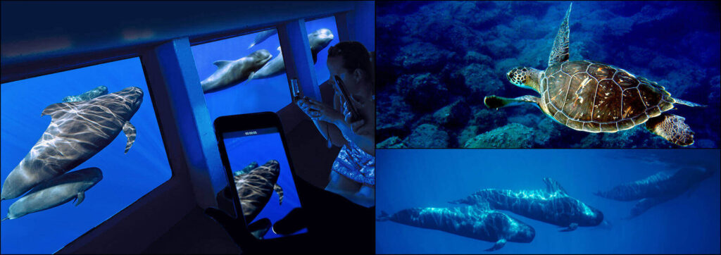 Sala submarina del catamarán Royal Delfín con ventanales para avistamiento de delfines, Costa Adeje, Tenerife