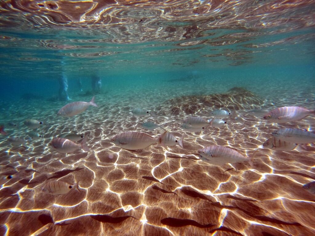 Snorkel en las aguas cristalinas de Playa Chica con fondo rocoso volcánico, Puerto de Santiago, Tenerife