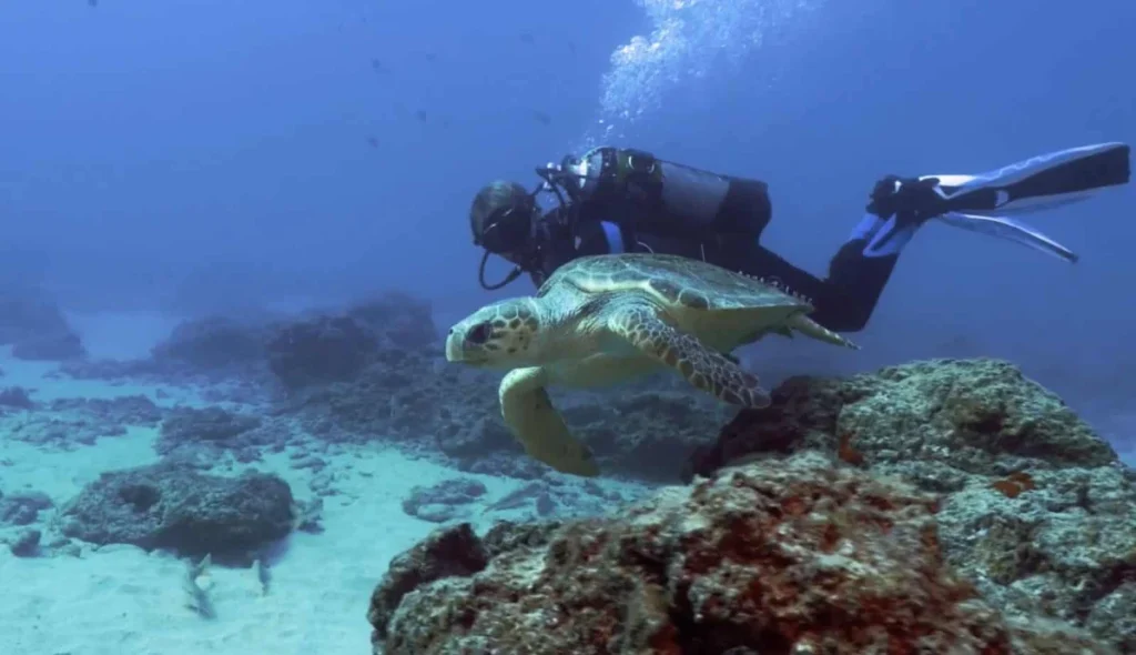 Buceador explorando fondos volcánicos en la playa de Taurito, Gran Canaria